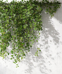 Beautiful green foliage of tropical tree branch hanging on white clean concrete wall in sunlight, leaf shadow for beauty, luxury organic fashion, cosmetic, skincare, design decoration background 3D