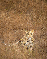 indian wild male leopard or panther or panthera pardus fusca closeup straight looking into camera in dry hot summer season outdoor jungle safari camouflage blend in dry deciduous central forest india