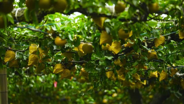 熟した梨の収穫 果実 フルーツ 福井県 あわら市 梨園