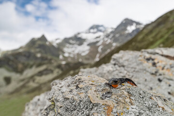 The amazing Alpine newt female, wide angle photography (Ichthyosaura alpestris)