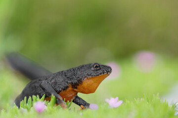 A deep breath among the flowers, the Alpine newt female (Ichthyosaura alpestris)