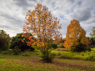 autumn trees in the park