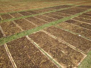 Tobacco leaf texture dry cut, dried in the sun