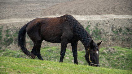 a horse eating grass in uzbekistan