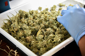 Close up of a marijuana waiting for trimming.