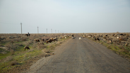 group of sheep in the middle of road