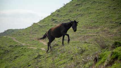 horse running in the mountain