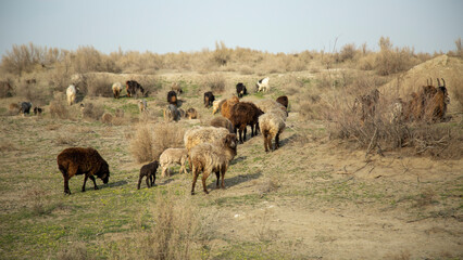random sheep in a village uzbekistan