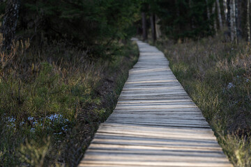 Forest wooden path walkway through wetlands. Selective focus, very shallow depth of field