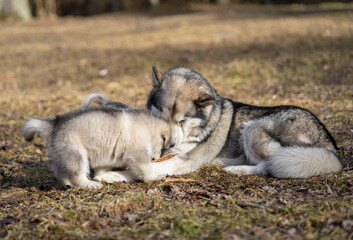 Adult Alaskan Malamute Mother and Two Puppies. Family. Mother Feeding Puppies