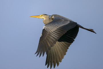 A Grey Heron flying on a sunny morning blue sky