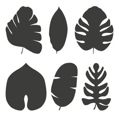 Set of tropical exotic leaves of different types. Vector illustration isolated on white background.