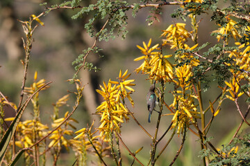 Fototapeta na wymiar yellow flowers and a sunbird
