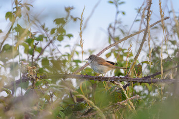A Common Whitethroat sitting in a bush