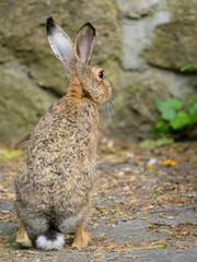 A European hare sitting on a pathway in a park