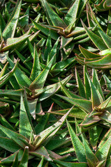Sydney Australia, group of aloe vera growing close together in garden