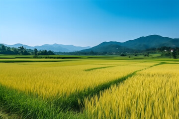 Fototapeta premium agriculture environment and green field