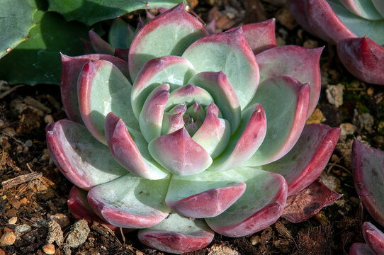 Sydney Australia, green blue echeveria with red trim in sunshine