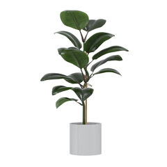 3D Render Realistic Ficus Plant In White Pot. Green Leaves. Cut Out. Houseplant. Home Element.