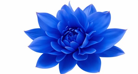 Blue Dahlia flower the tuberous garden plant isolated on white background with clipping path, generative ai - obrazy, fototapety, plakaty