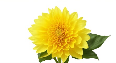 Yellow Dahlia flower the tuberous garden plant isolated on white background with clipping path, generative ai
