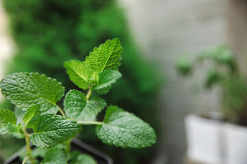 Potted fresh garden herbs. Seedling. Spicy spice and herb seedling.Assorted fresh herbs in a pot.Home aromatic and culinary herbs.Copy space.