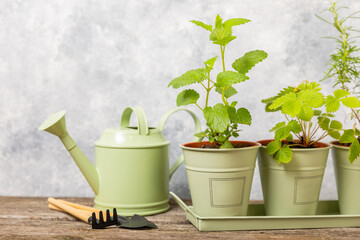 Potted fresh garden herbs. Seedling. Potted strawberries.Water plants.Spicy spice and herb seedling.Assorted fresh herbs in a pot.Home aromatic and culinary herbs.Copy space.