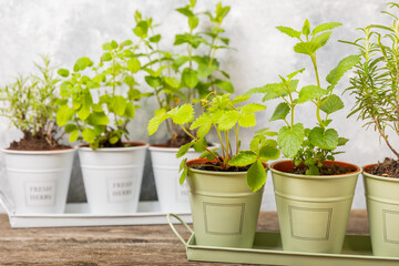Fototapeta na wymiar Potted fresh garden herbs. Seedling. Strawberry, mint, rosemary and oregano in pots.Spicy spice and herb seedling.Assorted fresh herbs in a pot.Home aromatic and culinary herbs.Copy space.