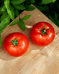 fresh tomatoes, top view