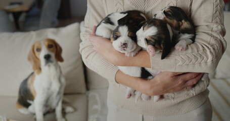 A woman holds several cute beagle puppies in her hands, their mother dog sits in the background.