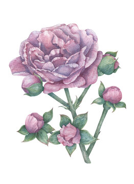 Hand-drawn rose branch with a large flower and five buds. Botanical watercolor illustration for print images, postcards, design and more.