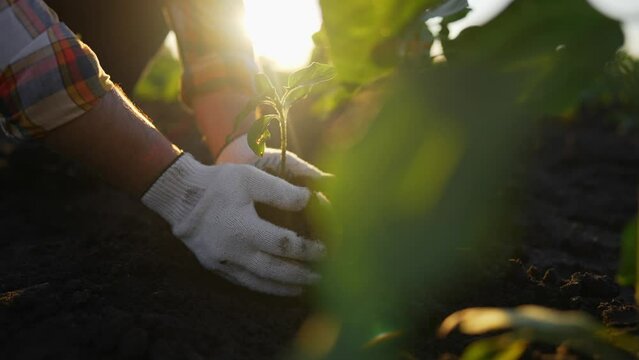 Hands of woman farmer worker planting seedlings little sprout in soil open ground on farm at sunset. Spring agricultural works on field, replanting plants. Agribusiness, seeding, cultivation concept.