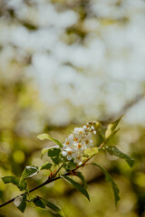 White flowers and blurred foliage in background