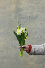 Old woman hand holds bouquet of fresh tulips and narcissus flowers picked in spring organic farm. Home gardening concept