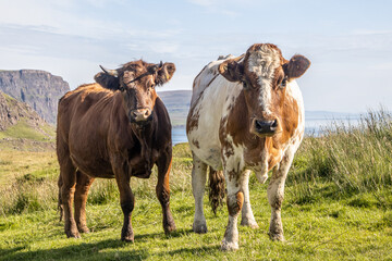 Angus Cattle, Scotland