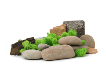 PNG photo, Moss isolated on white background