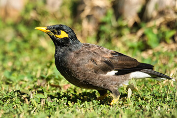 indian myna bird in grass, Mahe Seychelles