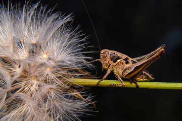Beautiful Grasshopper macro in green nature 