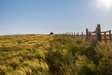Fototapeta premium An early summer farm landscape in the South Downs