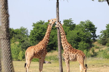 Giraffee's eating from tall trees