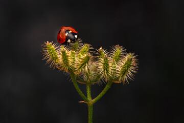 Macro shots, Beautiful nature scene.  Beautiful ladybug on leaf defocused background