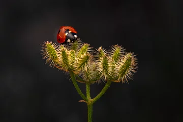 Muurstickers Macro shots, Beautiful nature scene.  Beautiful ladybug on leaf defocused background © blackdiamond67