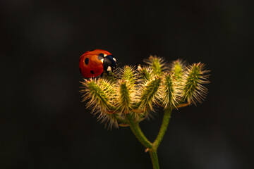 Macro shots, Beautiful nature scene.  Beautiful ladybug on leaf defocused background