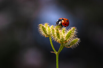 Macro shots, Beautiful nature scene.  Beautiful ladybug on leaf defocused background
