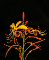 Foto op Plexiglas Close up beautiful shot of flower © blackdiamond67