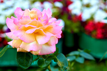 Delicate pink rose of the Aquarell variety in a green summer garden