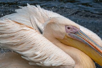 Pelikan różowy (Great white pelican, Eastern white pelican, Rosy pelican, Pelecanus onocrotalus)