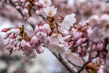 雨の日に咲く、桜満開