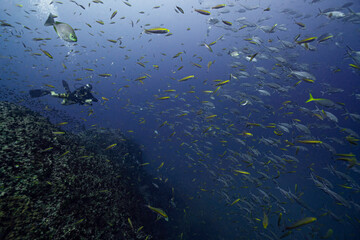 School of fish and a scuba diver swimming over coral rocks at sail rock island in southern Thailand