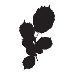 Silhouette of twig of hazel with young leaves isolated